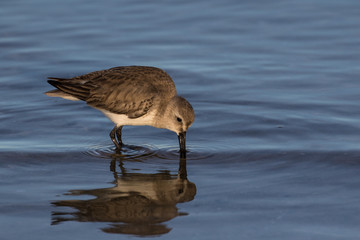 Sanderling exploring in the shallow lagoon waters at low tide