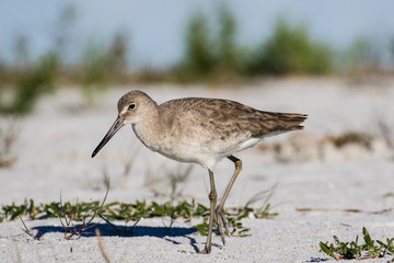 Willet wading in the shallow water of the lagoon