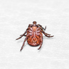 Encephalitis or Lyme Virus Infected Tick Insect Macro