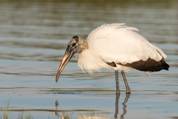 Wood stork wading and feeding in the shallow waters of the lagoon