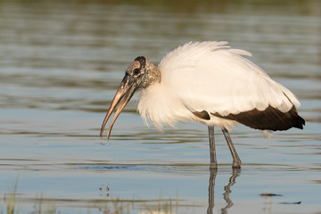 Wood stork wading and feeding in the shallow waters of the lagoon