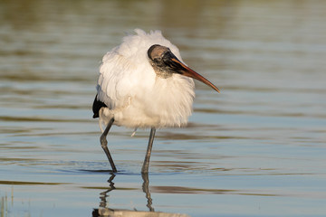 Wood stork wading and feeding in the shallow waters of the lagoon