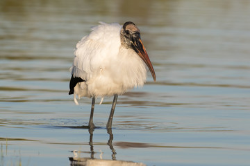Wood stork wading and feeding in the shallow waters of the lagoon