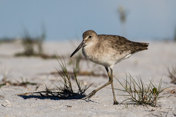 Willet wading in the shallow water of the lagoon