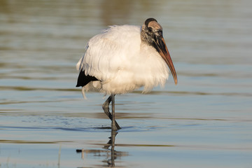 Wood stork wading and feeding in the shallow waters of the lagoon