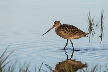 Marbled godwit wading in the shallow water of the lagoon