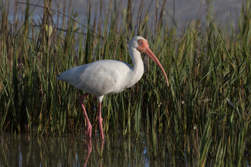 White ibis standing against a green reed background