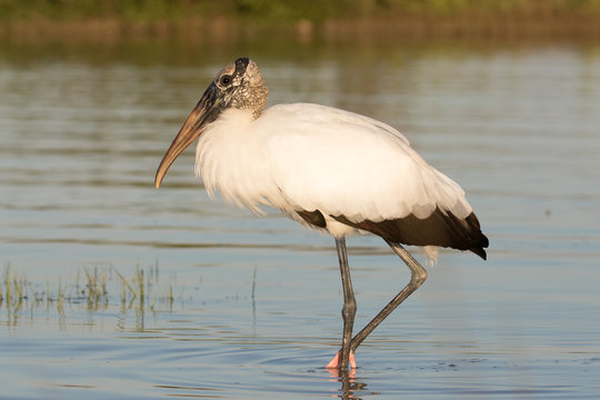 Wood stork wading and feeding in the shallow waters of the lagoon