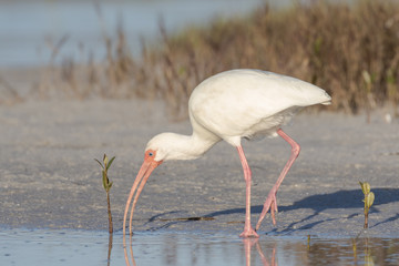 White ibis in search of a meal at the edge of the lagoon