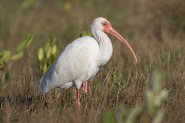 White ibis resting in the sea grass along the beach shore