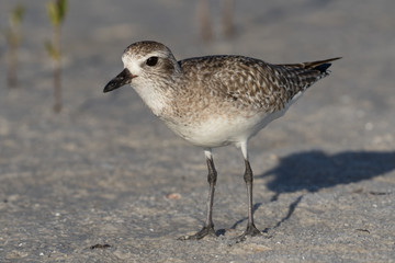Grey plover running along the lagoon shore