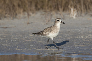 Grey plover running along the lagoon shore