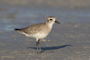 Grey plover running along the lagoon shore