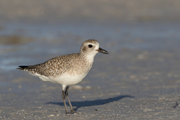 Grey plover running along the lagoon shore