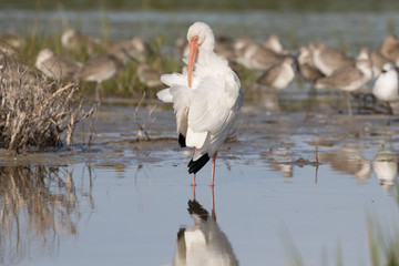 Preening white ibis