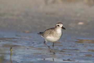 Grey plover running along the lagoon shore