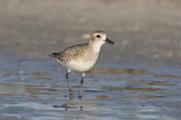 Grey plover running along the lagoon shore