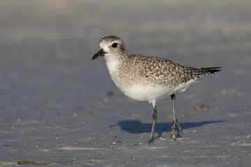 Grey plover running along the lagoon shore
