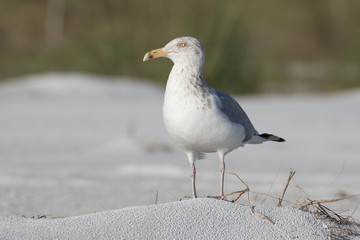 Herring gull posing on the white sandy beach