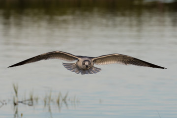 Herring gull in flight
