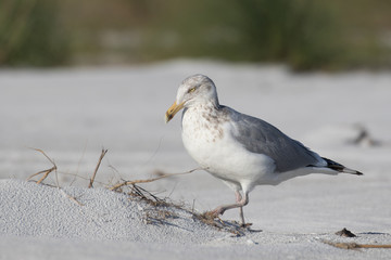 Herring gull posing on the white sandy beach