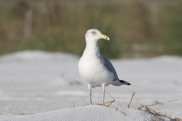 Herring gull posing on the white sandy beach