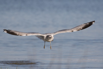 Herring gull in flight