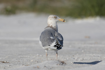 Herring gull posing on the white sandy beach