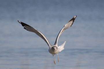Herring gull in flight