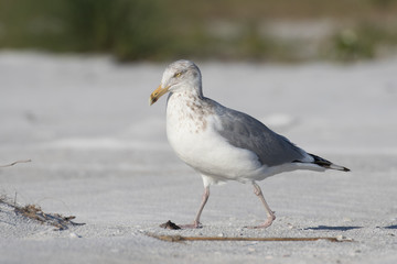 Fototapeta na wymiar Herring gull posing on the white sandy beach