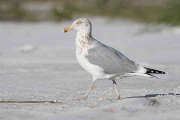 Herring gull posing on the white sandy beach