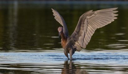 Reddish egret in search of a meal in the lagoon water