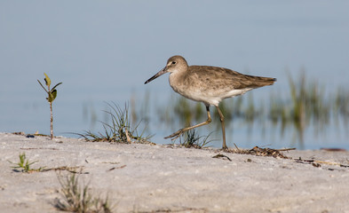 Willet wading at the edge of the lagoon
