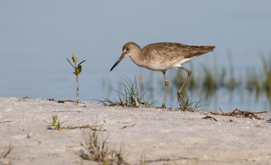 Willet wading at the edge of the lagoon