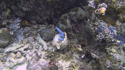 triton seashell eating a blue sea star, Raja Ampat, West Papua, Indonesia