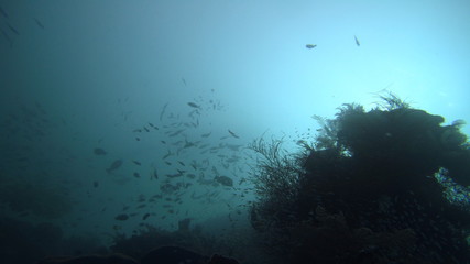 Fototapeta na wymiar underwater lanscape, Raja Ampat, west papua, indonesia