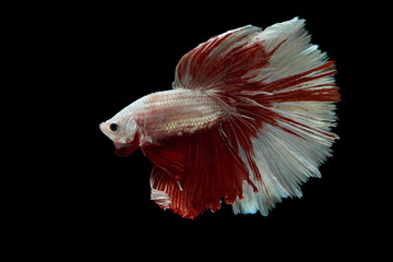 Betta fish, siamese fighting fish, betta splendens isolated on black background