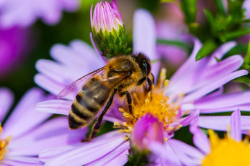 Bee on the purple diasy