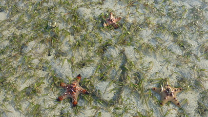Colorful starfish at Bagunbanua Island, Philippines