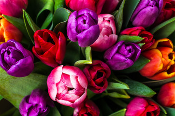 Background from multi colored tulips - obrazy, fototapety, plakaty