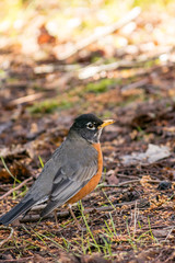 single America Robin resting on the ground in the shade