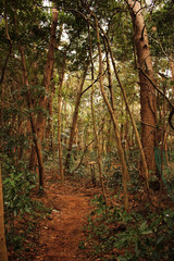 Obraz premium Beautiful Scenery of Jeju Island / Scenery Picture of Jeju Island, Korea