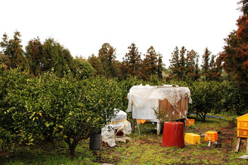 Beautiful Scenery of Jeju Island / Scenery Picture of Jeju Island, Korea