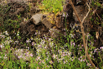 Beautiful Scenery of Jeju Island / Scenery Picture of Jeju Island, Korea