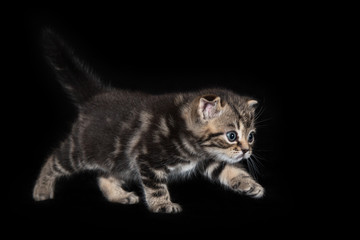 Kitten of the Scottish Frog breed on black background