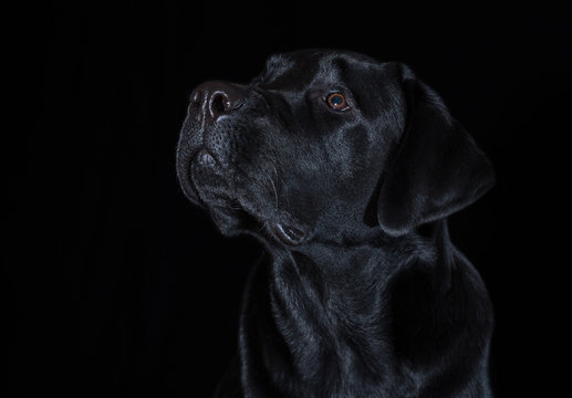 Beautiful young male dog labrador breed on black background