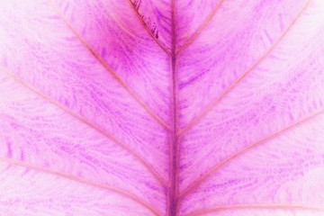 abstract leave texture