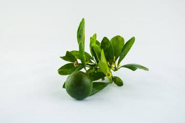 Lime. Fresh fruit with leaf isolated on white background.
