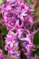 Hyacinthus orientalis purple flowers close up