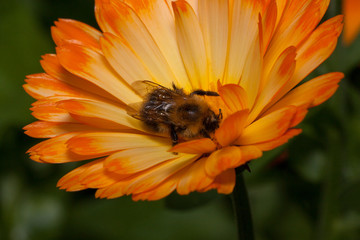 Bumblebee is gathering nectar from a calendula flower. Animals in wildlife.